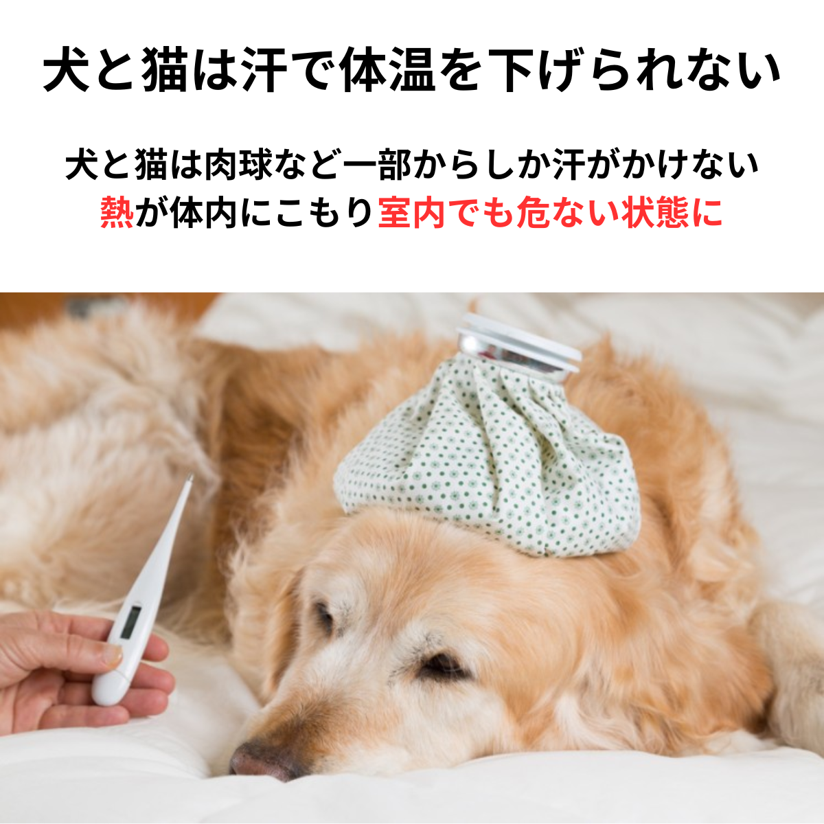 【接触冷感】ペット ひんやりジェルマット 犬・猫用 防水・かじり対策 夏用クールマット